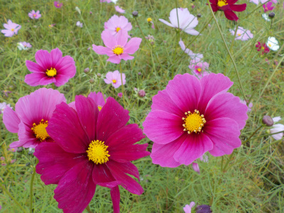 電車の神様粟津稲荷神社