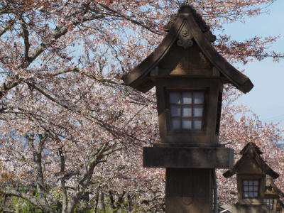 桜の頃の神魂神社は雰囲気が良かったです。