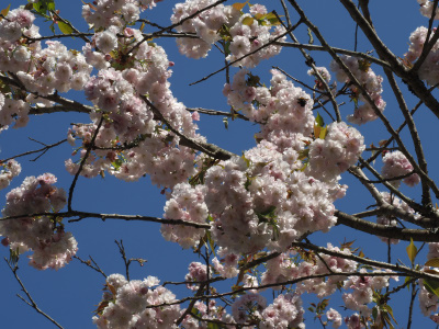 桜の頃の神魂神社は雰囲気が良かったです。