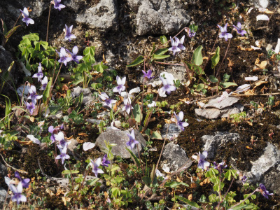 熊野大社の色々サザレ石とスミレ