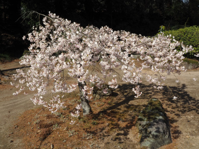 熊野大社の色々背の低い枝垂れ桜