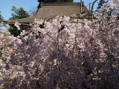 熊野大社の色々大きな枝垂れ桜