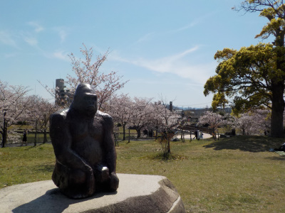 松江市北公園で桜の花見