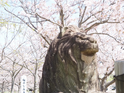松江市北公園で桜の花見