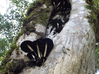 紅葉ベストシーズン前の鬼の舌震