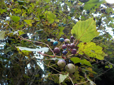 紅葉ベストシーズン前の鬼の舌震