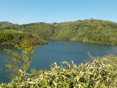 おろちの里付近の木が成長してました。