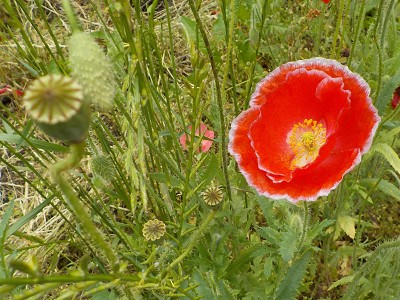 志津見ダムのポピーまつり