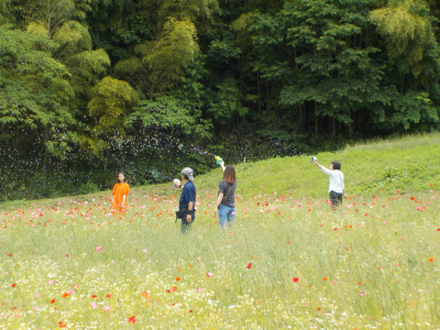 志津見ダムのポピーまつり