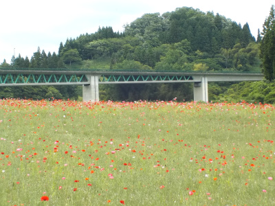 志津見ダムのポピーまつり
