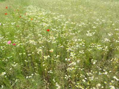 志津見ダムのポピーまつり