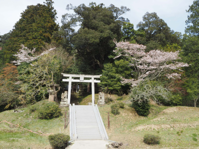志多備神社の日本一のスダジイの木