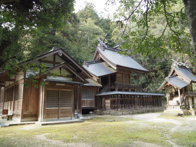 志多備神社の日本一のスダジイの木