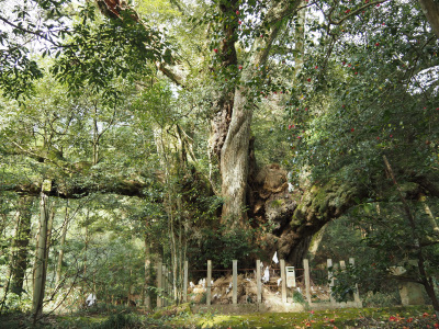 志多備神社の日本一のスダジイの木