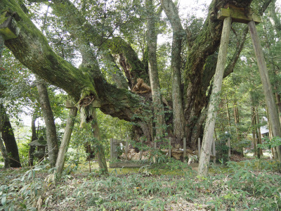 志多備神社の日本一のスダジイの木