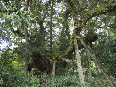志多備神社の日本一のスダジイの木