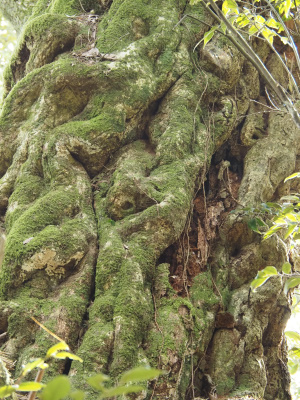 志多備神社の日本一のスダジイの木