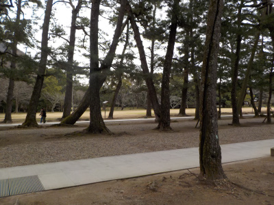 出雲大社をのんびり散歩。松並木の参道