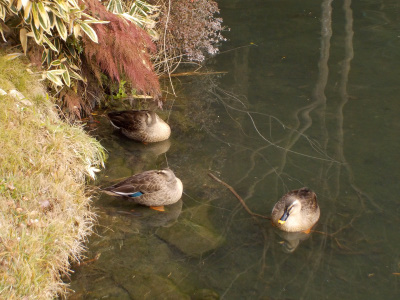 出雲大社をのんびり散歩。池にいた合鴨
