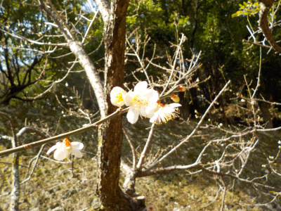 出雲大社をのんびり散歩。梅の花見