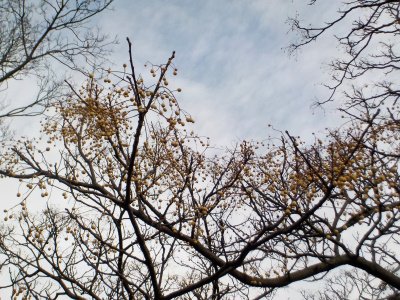 出雲大社をのんびり散歩。あちこににあったセンダンの実