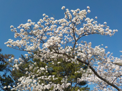 出雲大社で桜の花見。