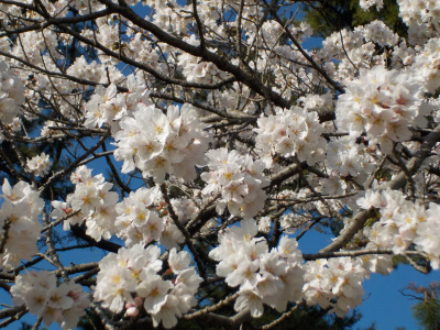 出雲大社で桜の花見。