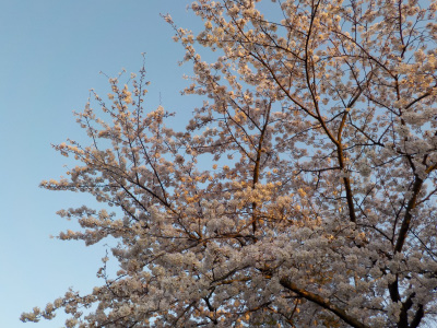 出雲大社で桜の花見。