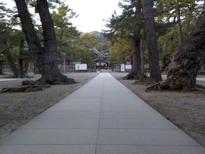 出雲大社で桜の花見。