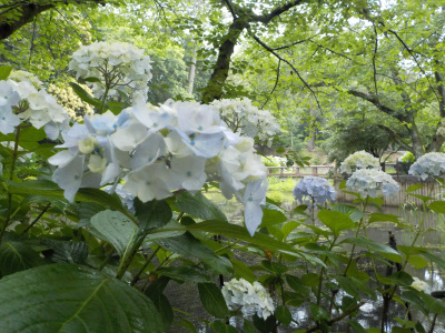 アジサイを見に出雲大社に行きました。