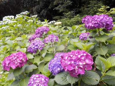 アジサイを見に出雲大社に行きました。