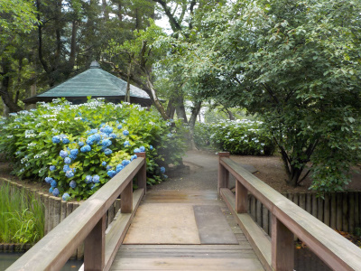 アジサイを見に出雲大社に行きました。