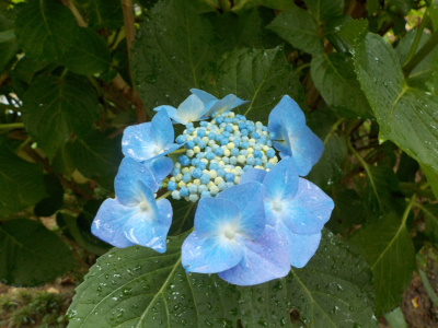 アジサイを見に出雲大社に行きました。