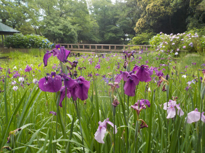 アジサイを見に出雲大社に行きました。