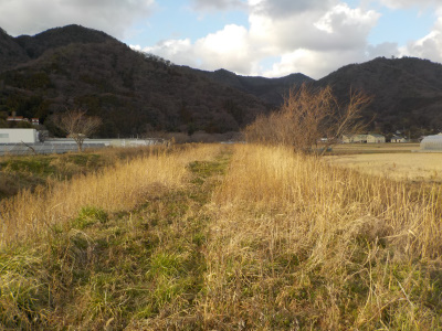 鳶巣土手を散歩。出雲市の散歩道。Izumo City Walking Course