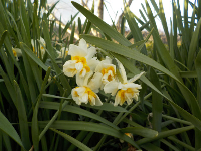 鳶巣土手を散歩。出雲市の散歩道。Izumo City Walking Course