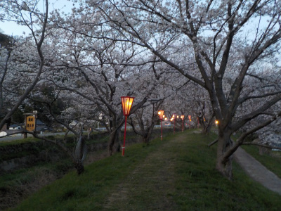 新川桜土手の桜はもうちょっとでした。