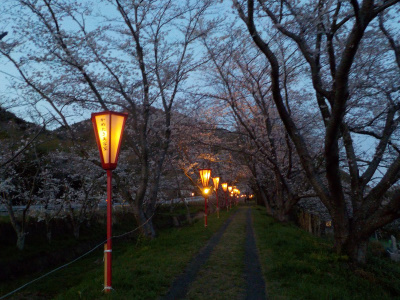 新川桜土手の桜はもうちょっとでした。