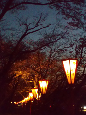 新川桜土手の桜はもうちょっとでした。