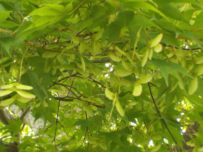 モミジの青いタネが沢山ありました。