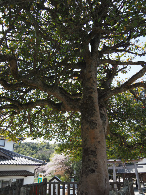 八重垣神社夫婦椿
