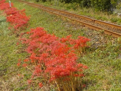 japan 島根県出雲市平野町921 粟津稲生神社付近の線路沿いでヒガンバナが咲いていました。