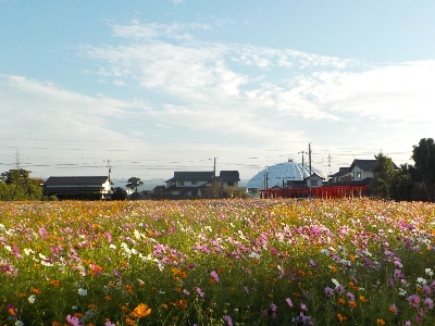 japan 島根県出雲市平野町921 粟津稲生神社付近のコスモスがエリア拡大していました。