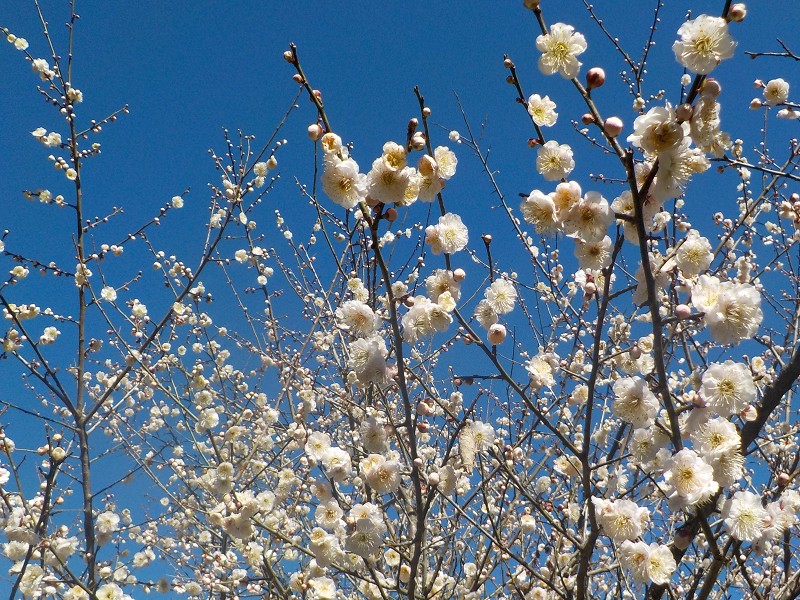 斐川公園に梅の花を見に行きました。
