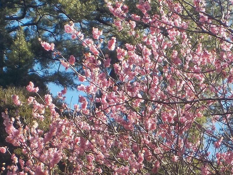 斐川公園に梅の花を見に行きました。