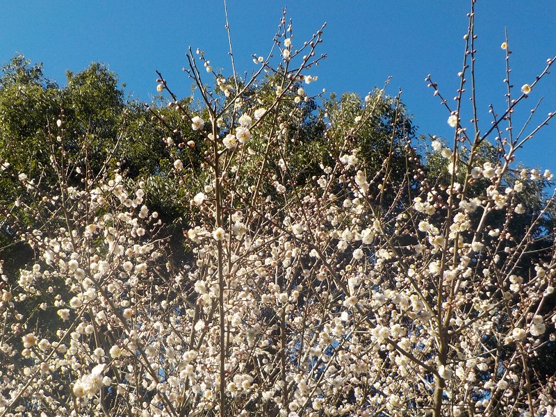 斐川公園に梅の花を見に行きました。