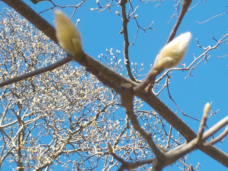 斐川公園に梅の花を見に行きました。