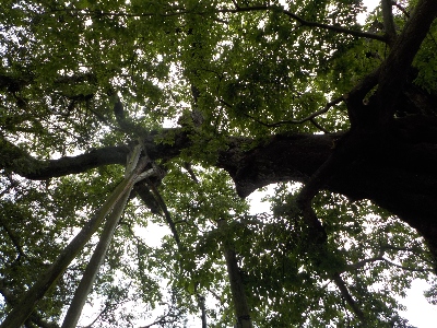 japan 島根県出雲市大社町杵築東185 深緑の命主社です。 6月