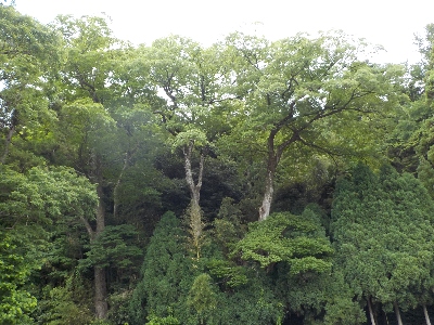japan 島根県出雲市大社町杵築東185 深緑の命主社です。 6月