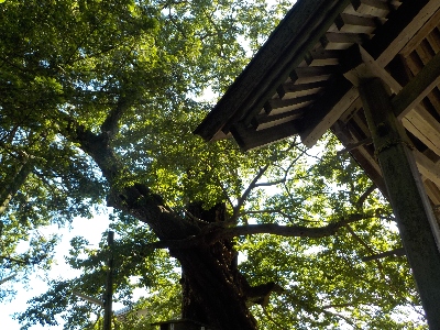 japan 島根県出雲市大社町杵築東185 夏の命主社です。 7月